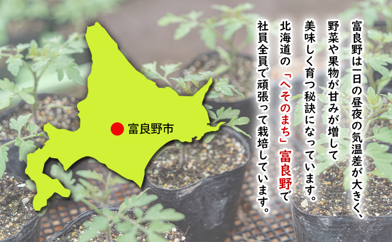 2026年春発送！ふらの グリーンアスパラ 約1.5kg [ 数量限定 先着順 アスパラ アスパラガス 野菜 新鮮 直送 北海道 富良野 ]