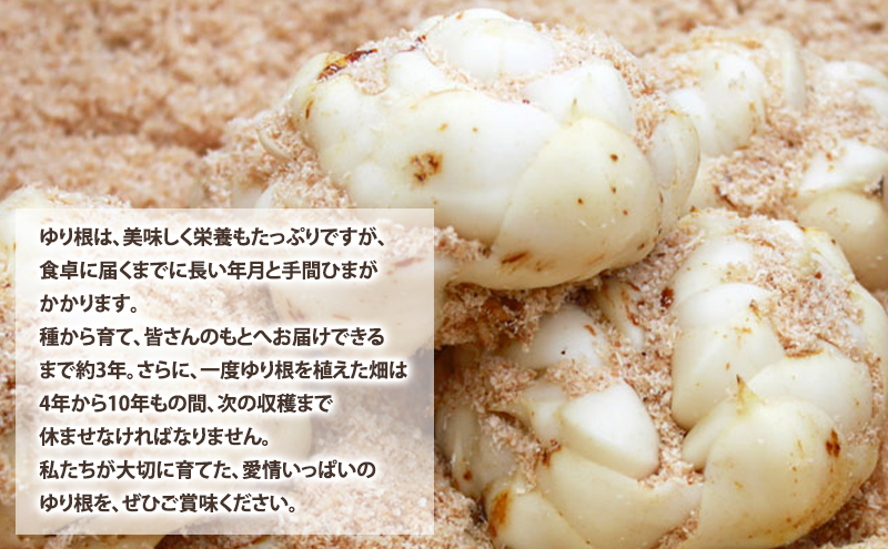 【2026年秋冬発送】甘くてホクホク！北海道富良野産 訳あり ゆり根【2kg】野菜 新鮮 直送