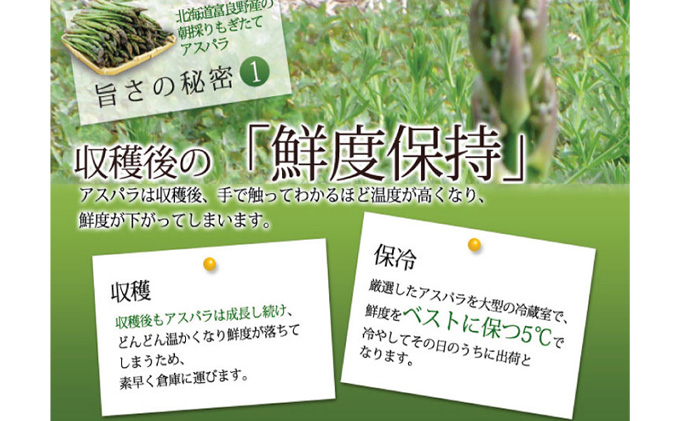 【数量限定！】ふらの産☆生で食べれるアスパラ【500g】30本前後 サイズ混合 野菜 アスパラガス
