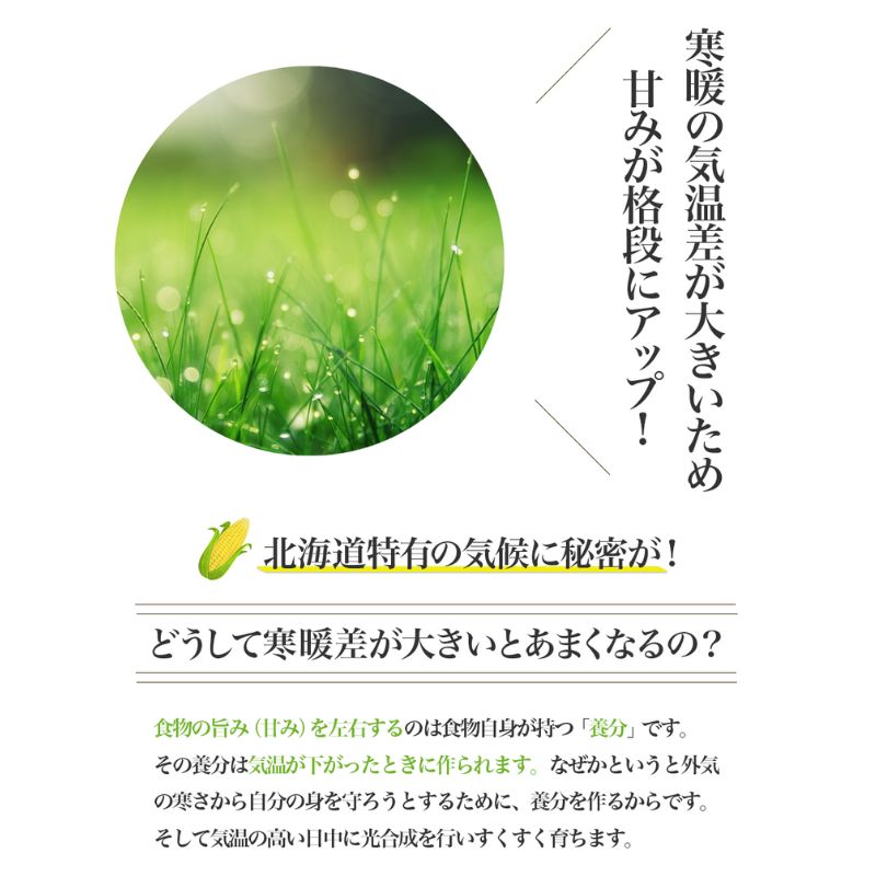 縲2026蟷エ螟冗匱騾√題ィウ縺ゅj 縺ィ縺繧ゅm縺薙@ 繝斐Η繧「繝帙Ρ繧、繝 20譛ャ 蟇瑚憶驥守肇 逕溘〒鬟溘∋繧峨l繧 繧ウ繝シ繝ウ