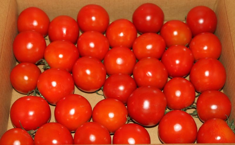 【2026年夏発送】完熟 富良野 ミニトマト 約1kg 野菜 トマト 新鮮 直送 朝採り北海道