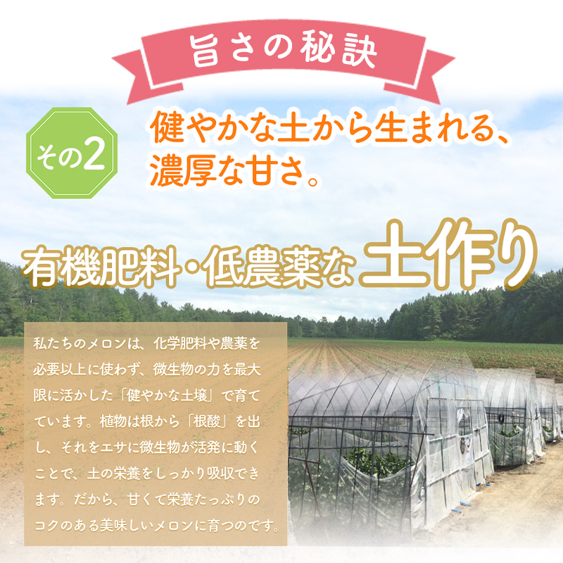 【2026年夏発送】北海道 富良野 メロン 3Lサイズ 約2kg×1玉 フルーツ 果物
