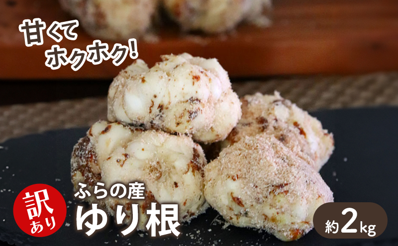 【2025年10月下旬～発送】甘くてホクホク！北海道富良野産 訳あり ゆり根【2kg】 (スイートベジタブルファクトリー) 野菜 新鮮 直送 朝採り ゆりね ゆり根 道産 北海道 ふらの
