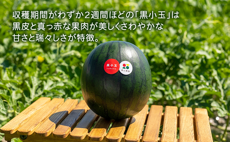 【2026夏発送】黒こだま スイカ 1玉 (2kg以上) 北海道 富良野産 すいか 西瓜 夏 フルーツ ふらの 甘い 糖度 小玉 (畠山農園)