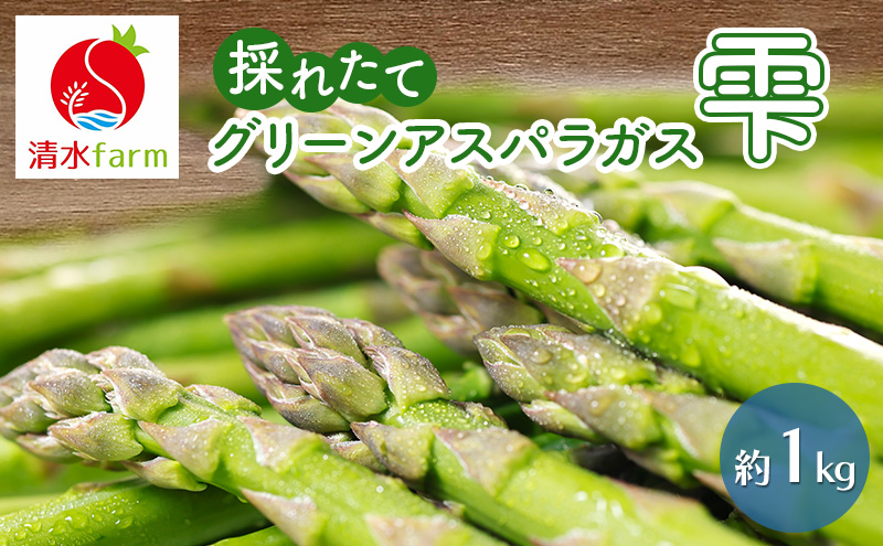 【2026年4月～発送】富良野産 採れたて直送! グリーンアスパラ 「雫」 M～2L サイズ混合 【約1kg】 (清水farm) アスパラ  アスパラガス 野菜 新鮮 季節限定 北海道 富良野 ふらの