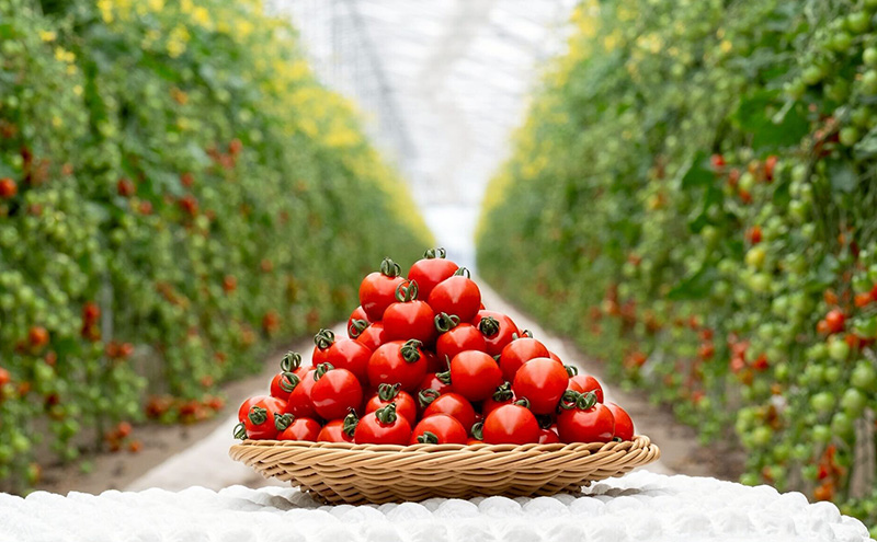 ã2026幎çºéãâ2åå®æäŸ¿â å¯è¯éç£ æ¡ãããŠçŽé! ãããããã ãã£ãã«10ã»æ®çã®ããŸã¿ ãå2kg (æž
æ°Žfarm) ã¢ã¹ãã© ã¢ã¹ãã©ã¬ã¹ ããã ããããã ãšãŸãš éè æ°é®® å£ç¯éå® åæµ·é å¯è¯é ãµãã®