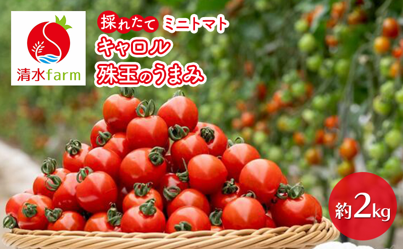 【2026年7月発送】富良野産 採れたて直送! ミニトマト 「キャロル10」「殊玉のうまみ」 各1kg【約2kg】 (清水farm) トマト ミニトマト とまと 野菜 新鮮 甘い 季節限定 北海道 富良野 ふらの