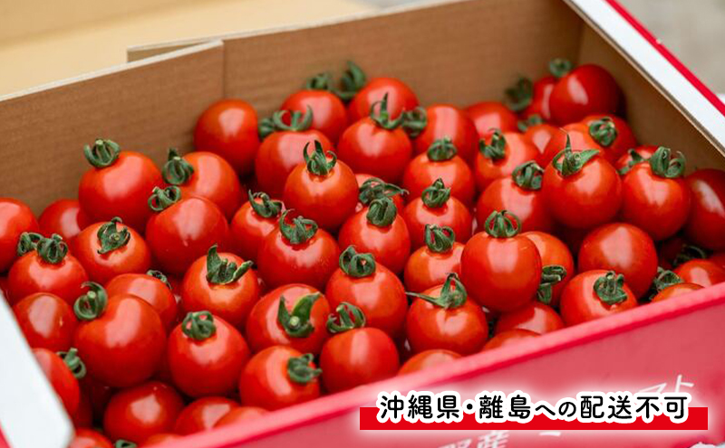 【2026年7月発送】富良野産 採れたて直送! ミニトマト 「キャロル10」「殊玉のうまみ」 各1kg【約2kg】 (清水farm) トマト ミニトマト とまと 野菜 新鮮 甘い 季節限定 北海道 富良野 ふらの