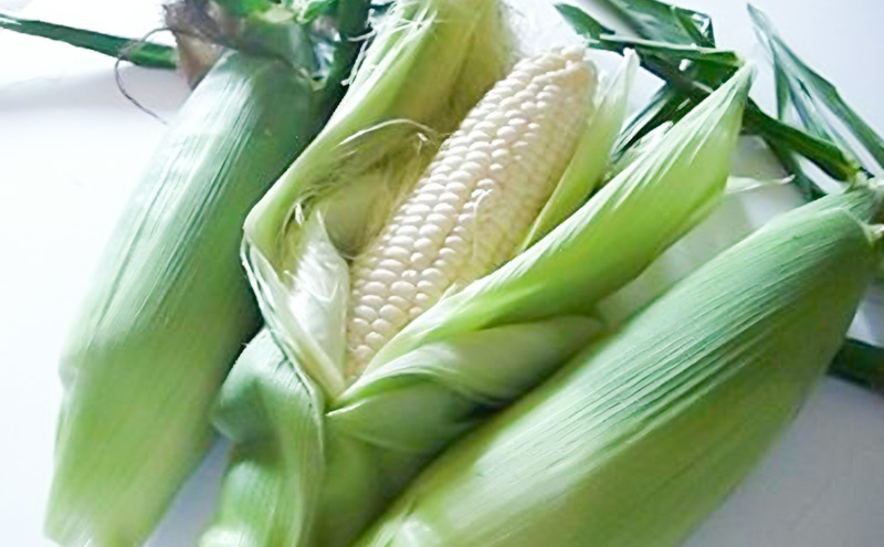 【2026年夏発送】富良野産 とうもろこし ホワイトショコラ 約12本 [近藤農園] とうもろこし コーン とうきび 野菜 新鮮 甘い 贈り物 ギフト 道産 ジューシー ふらの ブランド 夏 北海道 富良野市