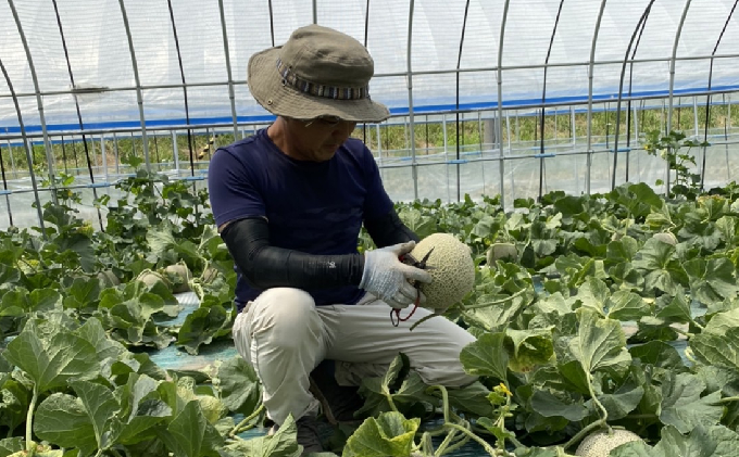 【2026年7～9月連続お届け】3品種 ふらの メロン 定期便 ≪計3玉≫ 北海道 富良野市 (高見農園) メロン フルーツ 果物 新鮮 甘い 贈り物 ギフト 道産 ジューシー おやつ ふらの ブランド 夏 