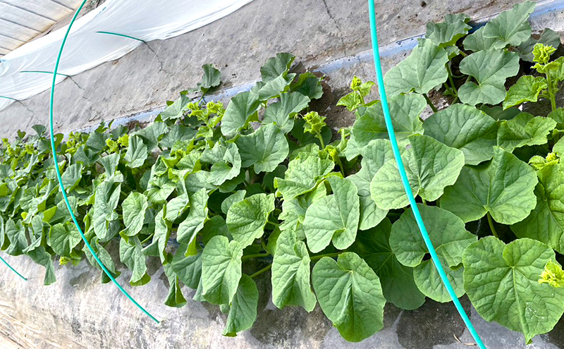 【2026年発送】 富良野メロン 赤肉 2玉入(約4kg以上) メロン ふらのメロン フルーツ 果物 くだもの 美味しい 甘い ギフト プレゼント 北海道 富良野市