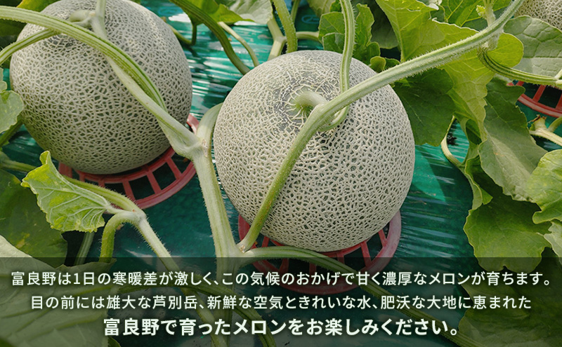 富良野産 キングメロン 大玉 1玉 特秀品(2.3kg以上) 赤肉 メロン 富良野メロン 果物 フルーツ 甘い ジューシー 新鮮 ブランドメロン 贈り物 ギフト おやつ 夏 北海道 富良野市