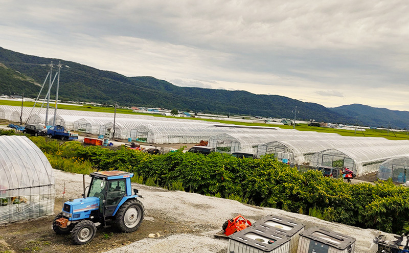 富良野産 キングメロン 大玉 1玉 特秀品(2.3kg以上) 赤肉 メロン 富良野メロン 果物 フルーツ 甘い ジューシー 新鮮 ブランドメロン 贈り物 ギフト おやつ 夏 北海道 富良野市