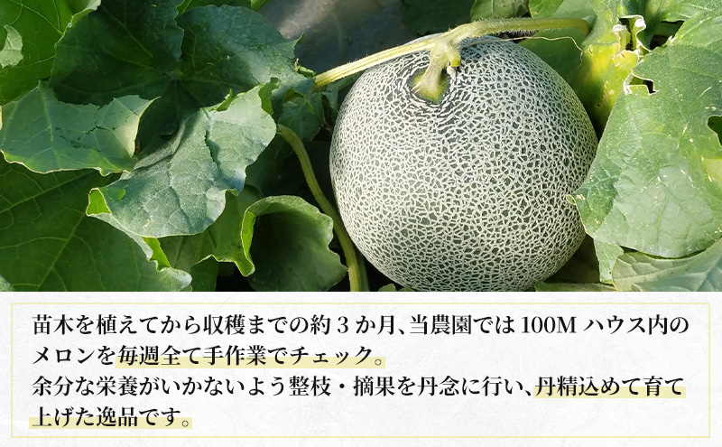 【2026年8月下旬より発送】北海道 富良野 メロン 赤肉 約2.1kg×1玉 (吉田農園) メロン フルーツ 果物 新鮮 甘い 贈り物 ギフト 道産 ジューシー おやつ ふらの ブランド 夏