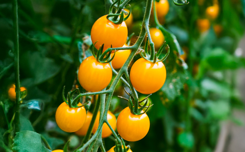 完熟 ミニトマト 100% ストレートジュース  720ml×2本[赤・黄セット] 阿部農園 トマトジュース トマト ミニトマト ジュース 濃厚 野菜 飲料 ソフトドリンク 瓶 北海道 富良野市