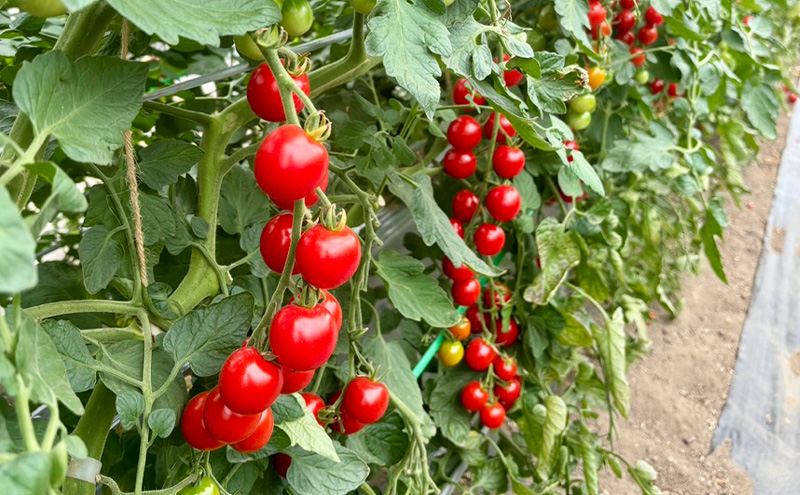 【2026年夏発送】富良野産 ミニトマト (赤) 約3kg (阿部農園) トマト ミニトマト 野菜 新鮮 農家直送 北海道 富良野市