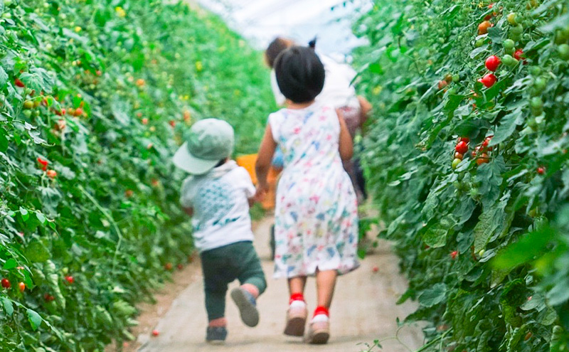 【2026年夏発送】富良野産 ミニトマト (赤) 約3kg (阿部農園) トマト ミニトマト 野菜 新鮮 農家直送 北海道 富良野市