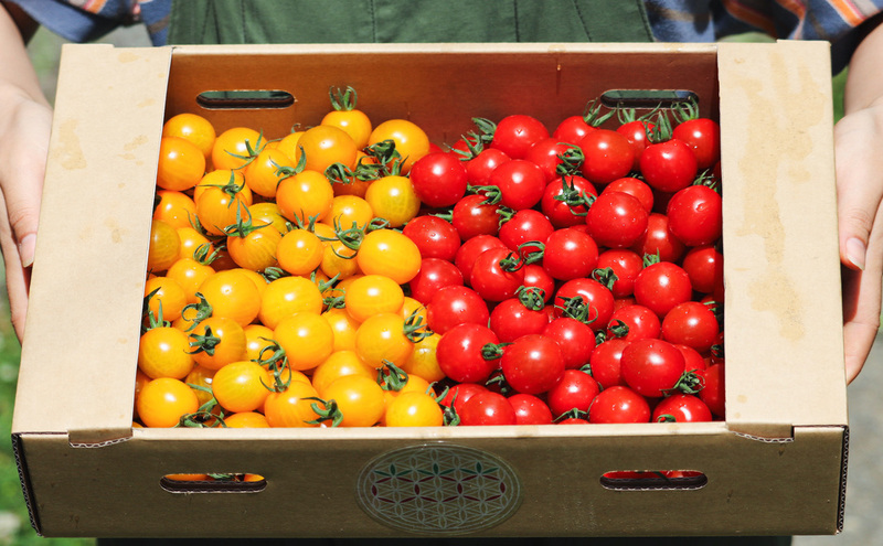 【2026年夏発送】富良野産 ミニトマト (赤・黄) 詰め合わせ 約3kg (阿部農園) トマト ミニトマト 野菜 新鮮 農家直送 北海道 富良野市