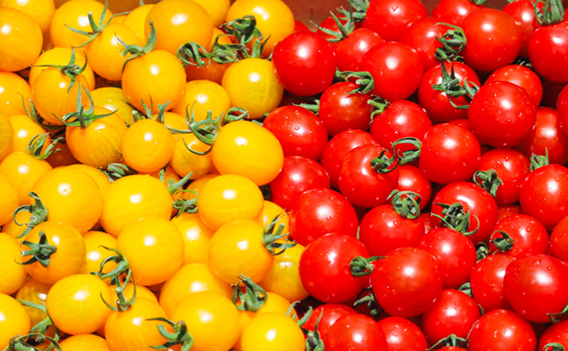 【2026年夏発送】富良野産 ミニトマト (赤・黄) 詰め合わせ 約3kg (阿部農園) トマト ミニトマト 野菜 新鮮 農家直送 北海道 富良野市