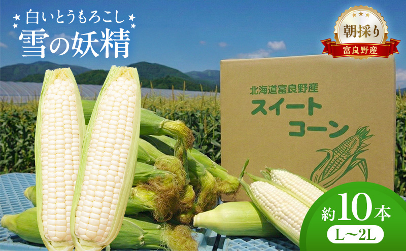 朝採り 白いとうもろこし 「雪の妖精」 秀品 北海道富良野産 L～2L 約10本 [ とうもろこし とうきび コーン ホワイトコーン 野菜 北海道 富良野 ]