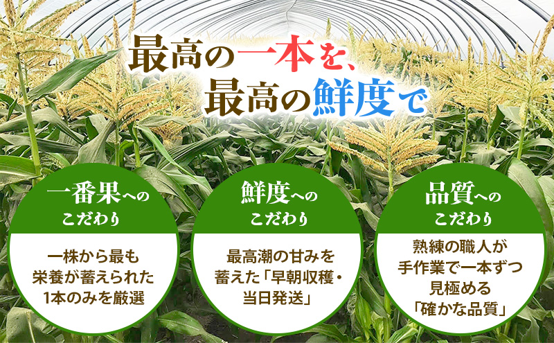 朝採り 白いとうもろこし 「雪の妖精」 秀品 北海道富良野産 L～2L 約10本 [ とうもろこし とうきび コーン ホワイトコーン 野菜 北海道 富良野 ]