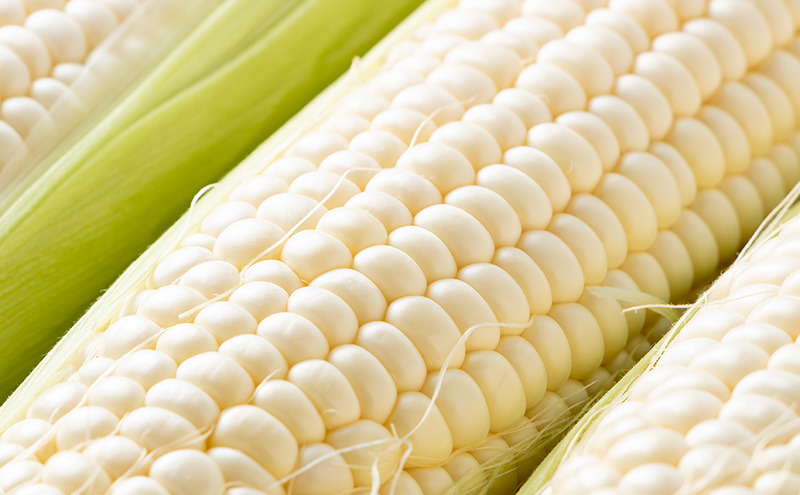 朝採り 白いとうもろこし 「雪の妖精」 秀品 北海道富良野産 L～2L 約10本 [ とうもろこし とうきび コーン ホワイトコーン 野菜 北海道 富良野 ]