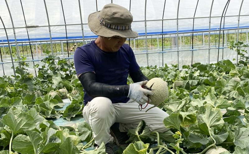 【2026年9月下旬～発送】ふらの 赤肉 秋メロン 2玉 計3.2kg以上 [高見農園] メロン フルーツ 果物 新鮮 甘い 贈り物 ギフト 秋 北海道 富良野市