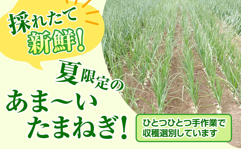 【2026年夏発送】富良野産 白玉ねぎ 雪景色 5kg （約15～25玉）新玉ねぎ 野菜 甘い 新鮮 直送 玉ねぎ 玉葱 サラダ 北海道 富良野 幕田農園