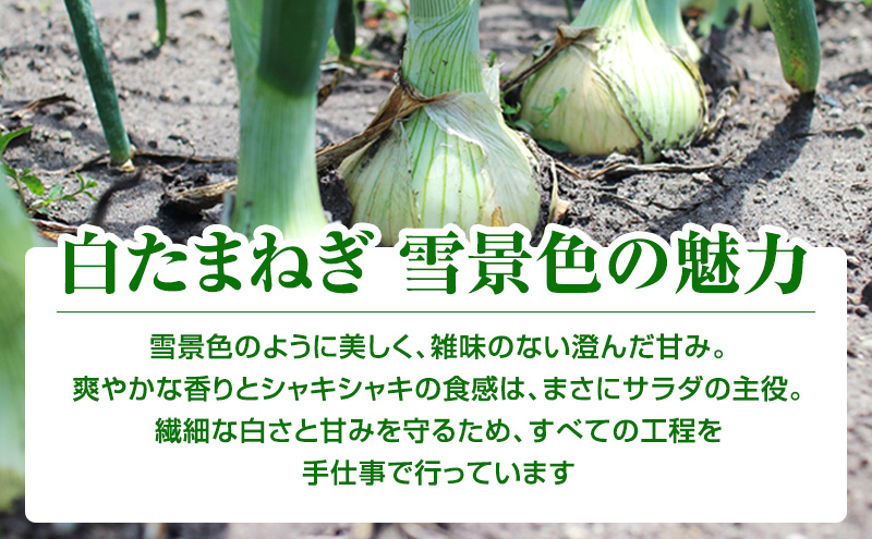【2026年夏発送】富良野産 白玉ねぎ 雪景色 5kg （約15～25玉）新玉ねぎ 野菜 甘い 新鮮 直送 玉ねぎ 玉葱 サラダ 北海道 富良野 幕田農園
