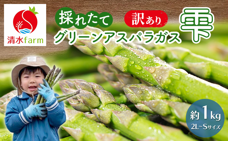 【2027年4月～発送】訳あり 富良野産 採れたて直送! グリーンアスパラ 「雫」2L～Sサイズ【約1kg】 (清水farm) アスパラ アスパラガス 野菜 新鮮 季節限定 北海道 富良野 ふらの