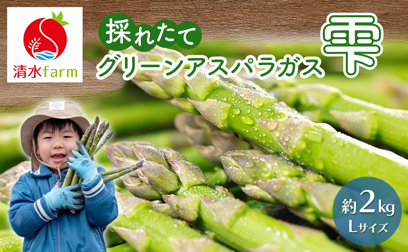 【2027年4月～発送】富良野産 採れたて直送! グリーンアスパラ 「雫」Lサイズ【約2kg】 (清水farm) アスパラ アスパラガス 野菜 新鮮 季節限定 北海道 富良野 ふらの