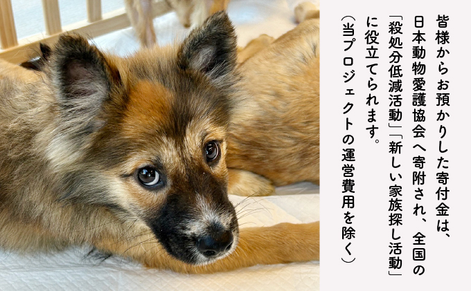 日本動物愛護協会殺処分低減活動への寄附【犬猫殺処分ゼロ】（返礼品なし）【MRI-AiD】【寄付額：10万円】