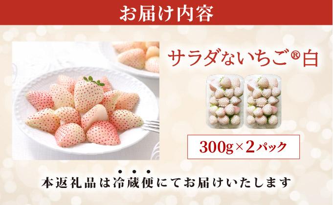 ïŒ2026幎å
è¡äºçŽïŒ ãµã©ããªãã¡ãïŒçœïŒãè€çŸ èº ææ¬ èŽç ã®ãã ãã¬ãŒã³ã æç© ãã«ãŒã ã€ããŽ åæµ·é äŒéãecg-001ã