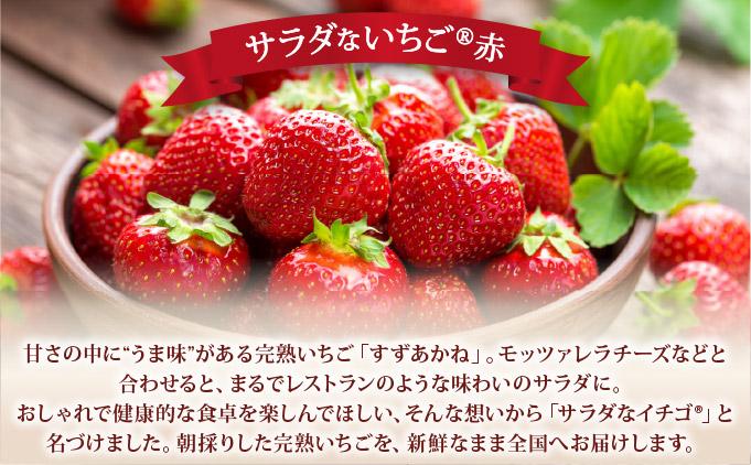 ïŒ2026幎å
è¡äºçŽïŒ ãµã©ããªãã¡ãïŒèµ€ïŒãè€çŸ èº ææ¬ èŽç ã®ãã ãã¬ãŒã³ã æç© ãã«ãŒã ã€ããŽ åæµ·é äŒéãecg-002ã