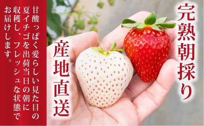 ＜2026年先行予約＞ サラダないちご（赤・白）ご褒美 苺 最旬 贈答 ギフト プレゼント 果物 フルーツ イチゴ 北海道 伊達【ecg-003】