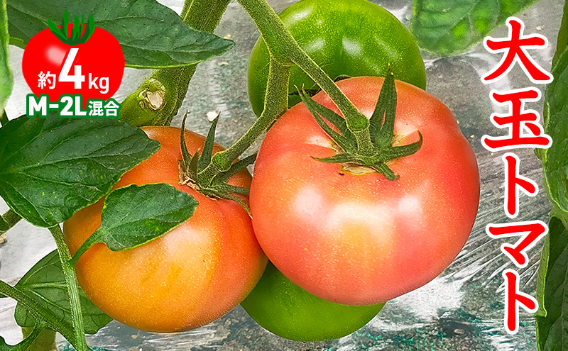 ◆2024年7月から順次出荷◆ farmユメソラ 大玉 トマト 約4kg