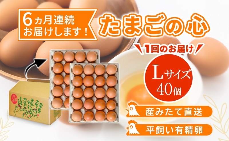 北海道産 6ヵ月連続お届け   たまごの心 40個 Lサイズ   太陽の園  の平飼たまご  有精卵 北海道 伊達市 たまご 卵 生たまご 鶏卵  鶏の卵 ポリスブラウン 食材 卵かけごはん TKG オムレツ オムライス 【農福連携】