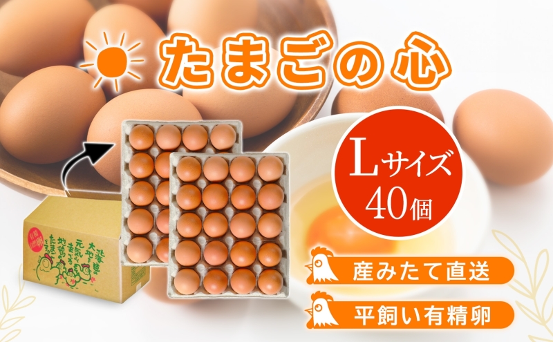 北海道 たまごの心 40個 Lサイズ 太陽の園 平飼たまご 有精卵 たまご 卵 生たまご 鶏卵 北海道産 鶏の卵 ポリスブラウン 食材 卵かけごはん TKG オムレツ オムライス タンパク質 ゆで卵 よく使う食材 万能食材 【農福連携】