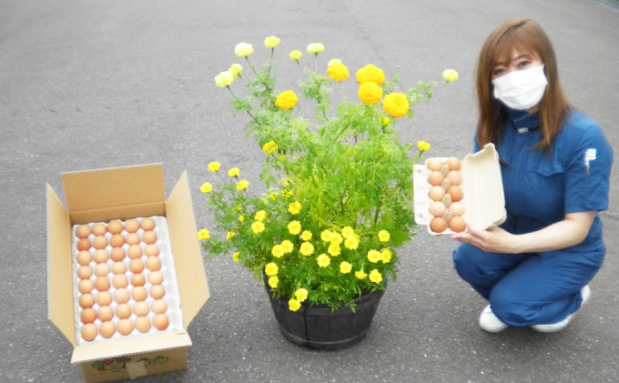 ◆3ヵ月連続お届け◆ 定期便 北海道伊達「太陽の園」の平飼たまご（有精卵）たまごの心 40個 Lサイズ 【農福連携】