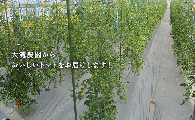 北海道 伊達 大滝農園 ミニトマト 幻の 高糖度 フルーツ ネネ 約3kg トマト フルーツトマト ジューシー 甘い 濃厚