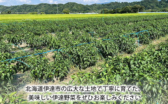 北海道 伊達 大滝農園 甘唐辛子「松の舞」 ピーマン セット 計約2kg 野菜