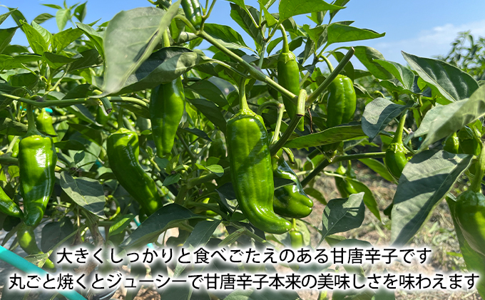 北海道 伊達 大滝農園 甘唐辛子「松の舞」 ピーマン セット 計約2kg 野菜