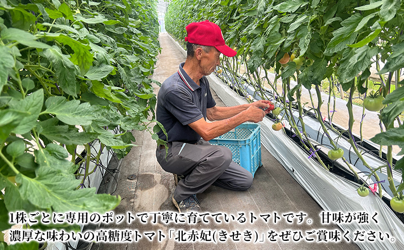 北海道伊達市 高糖度 トマト 北赤妃 きせき 約1kg  1箱 Mサイズ