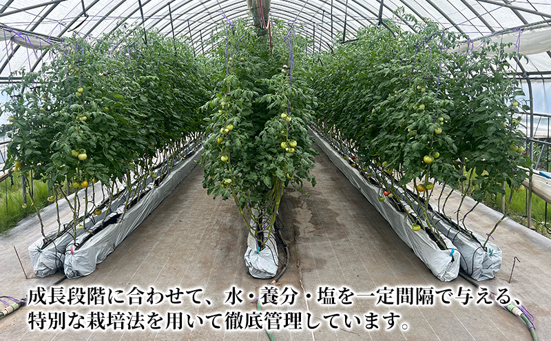 北海道伊達市 高糖度 トマト 北赤妃 きせき 約1kg  3箱 Mサイズ 計3kg