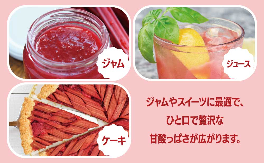北海道 伊達市産 ルバーブ（冷蔵）2kg【kzh-002】国産 野菜 ジャム パイ お菓子作り