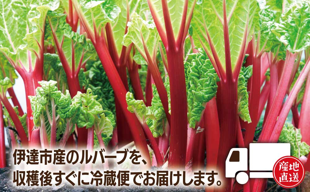 北海道 伊達市産 ルバーブ（冷蔵）2kg【kzh-002】国産 野菜 ジャム パイ お菓子作り