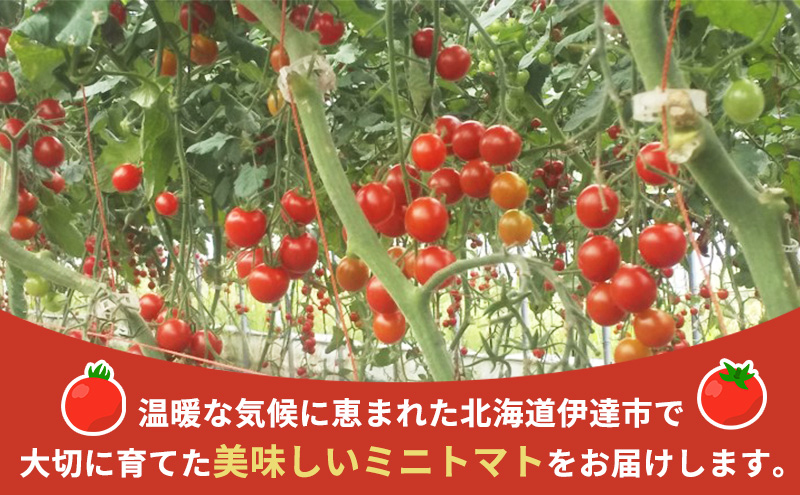 北海道伊達産 ミニトマト まゆか 1kg とまと 甘い 野菜 やさい 人気 新鮮 産地直送 農家直送 先行受付