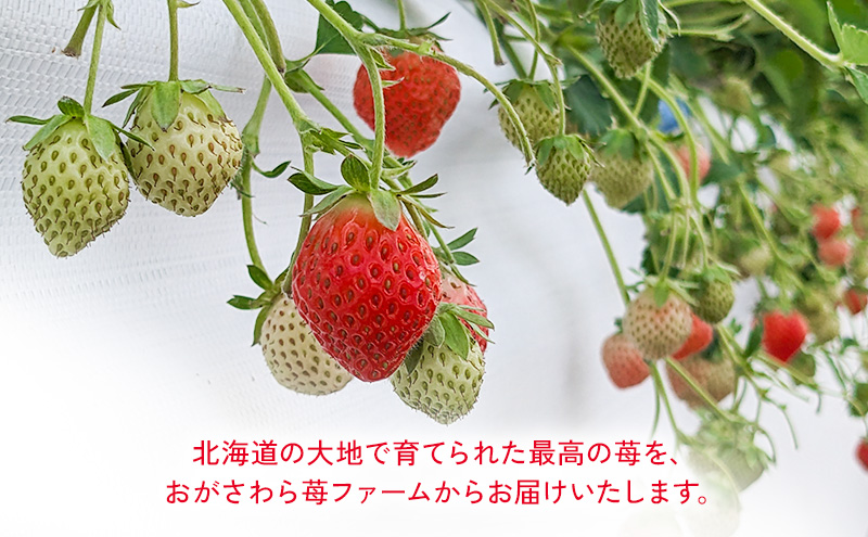 北海道 伊達市 いちご すずあかね Lサイズ 24個入り 苺 イチゴ スイーツ デザート 果物 甘い 赤 鮮やか 新鮮 ケーキ お菓子作り