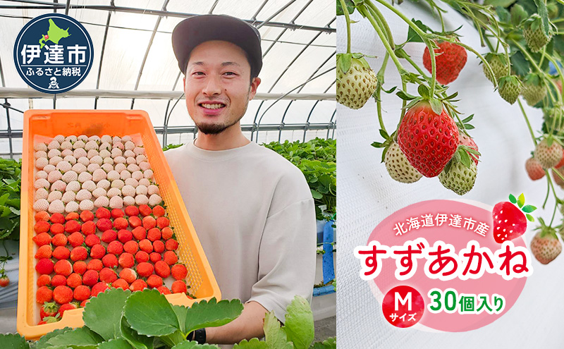 北海道 伊達市 いちご すずあかね Mサイズ 30個入り 苺 イチゴ スイーツ デザート 果物 甘い 赤 鮮やか 新鮮 ケーキ お菓子作り