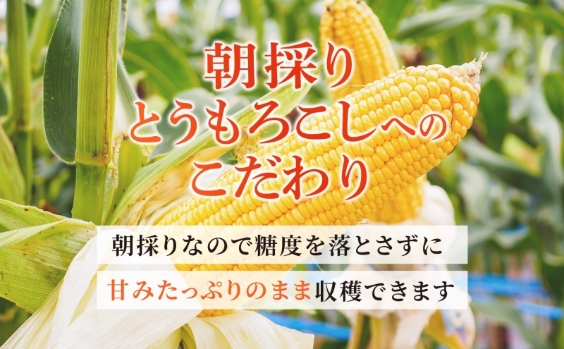 北海道産 朝もぎ とうもろこし 恵味 L-LLサイズ 約400g×10本 スイートコーン ゴールドコーン トウモロコシ とうきび コーン 旬 完熟 野菜 甘い おやつ 産地直送 お取り寄せ 北海道 藤川農園 送料無料 伊達